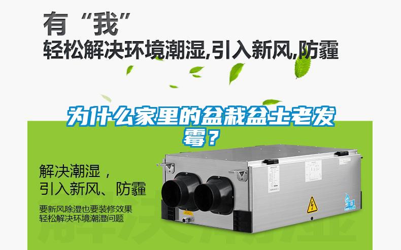 為什么家里的盆栽盆土老發霉？