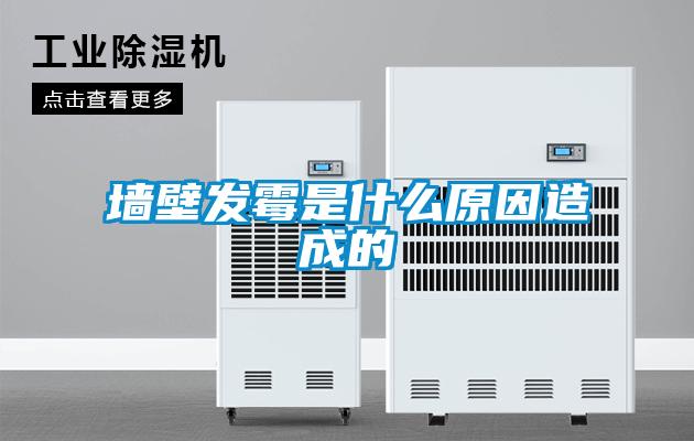 墻壁發霉是什么原因造成的
