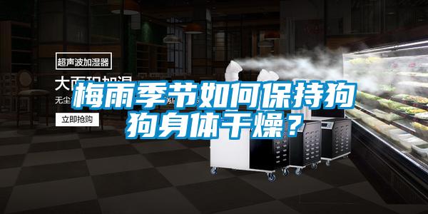 梅雨季節如何保持狗狗身體干燥？