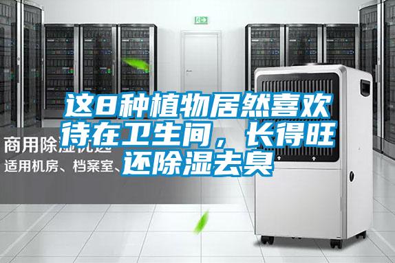 這8種植物居然喜歡待在衛生間，長得旺還除濕去臭